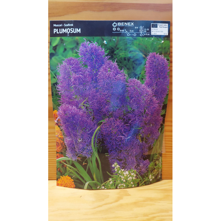 SZAFIREK PLUMOSUM 1 SZT.