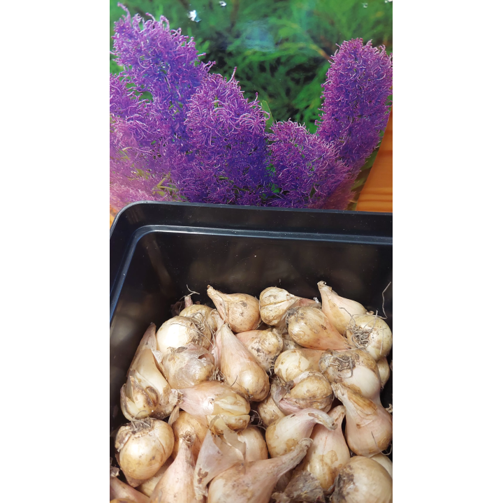 SZAFIREK PLUMOSUM 1 SZT.