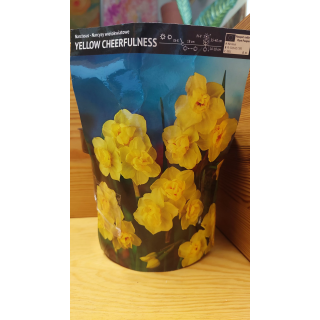 NARCYZ YELLOW CHEERFULNESS 1 SZT.