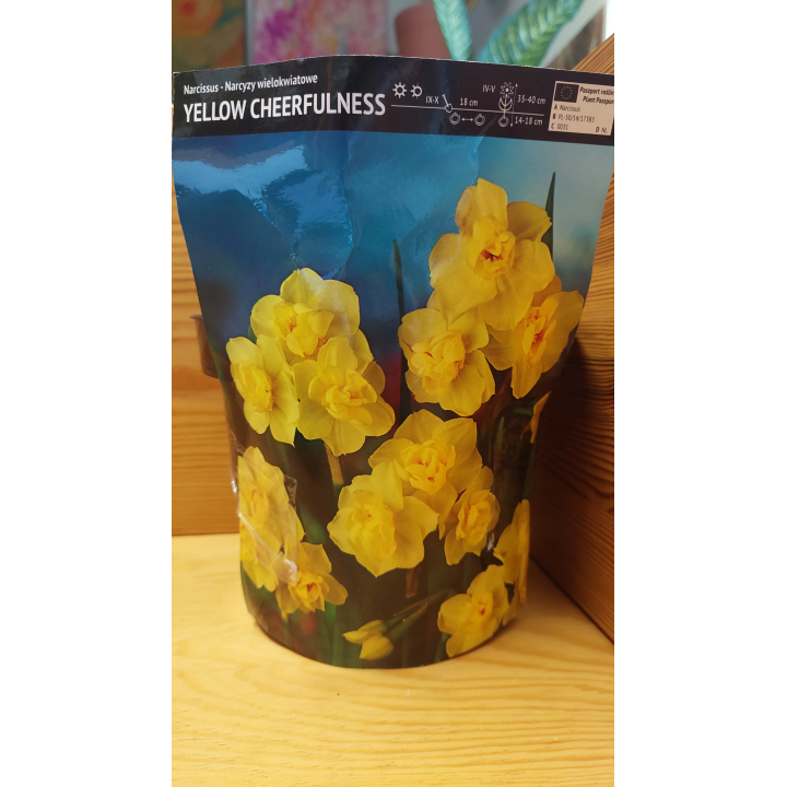 NARCYZ YELLOW CHEERFULNESS 1 SZT.