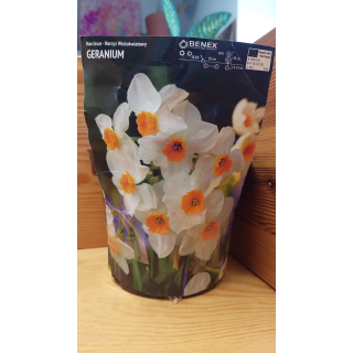 NARCYZ GERANIUM 12/14 1 SZT.