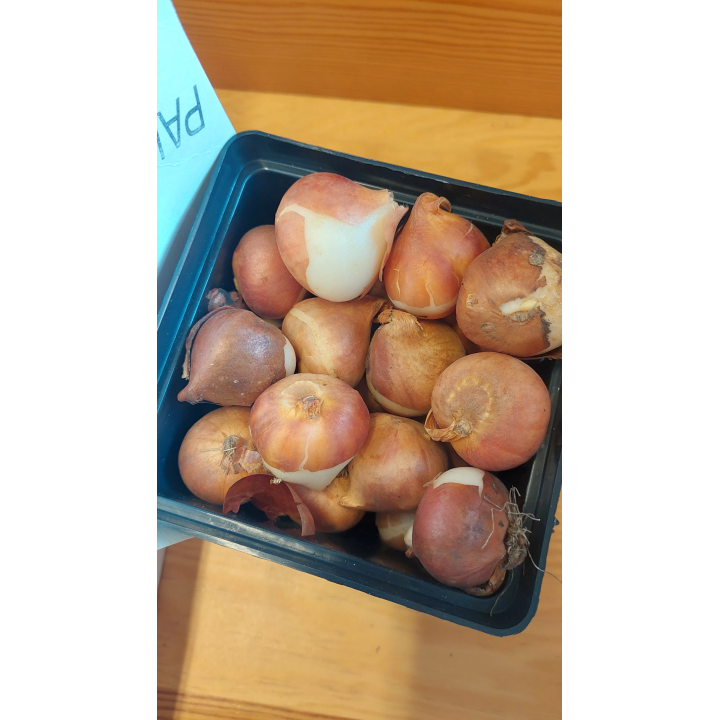 TULIPAN DESIGN IMPRESSION 1 SZT.