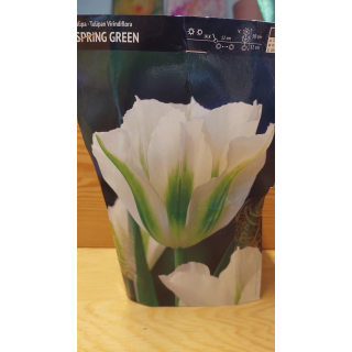 TULIPAN SPRING GREEN 11/12 1 SZT.