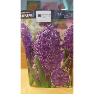 HIACYNT PEŁNY LILI PURPLE 15/16 1 SZT.