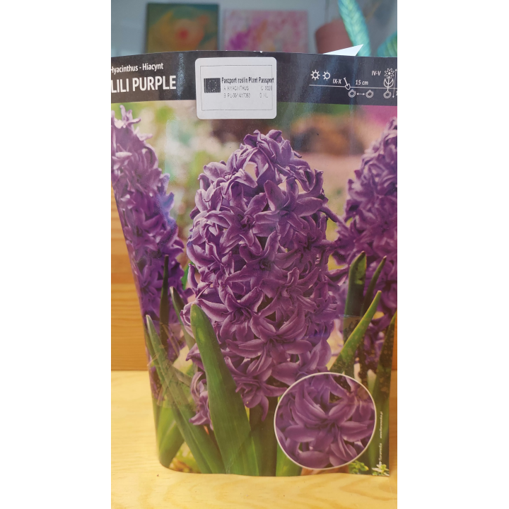 HIACYNT PEŁNY LILI PURPLE 15/16 1 SZT.