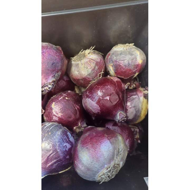 HIACYNT PEŁNY LILI PURPLE 15/16 1 SZT.