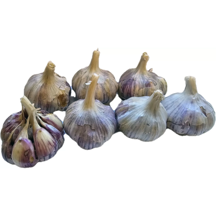 CZOSNEK ZIMOWY HARNAŚ 1kg