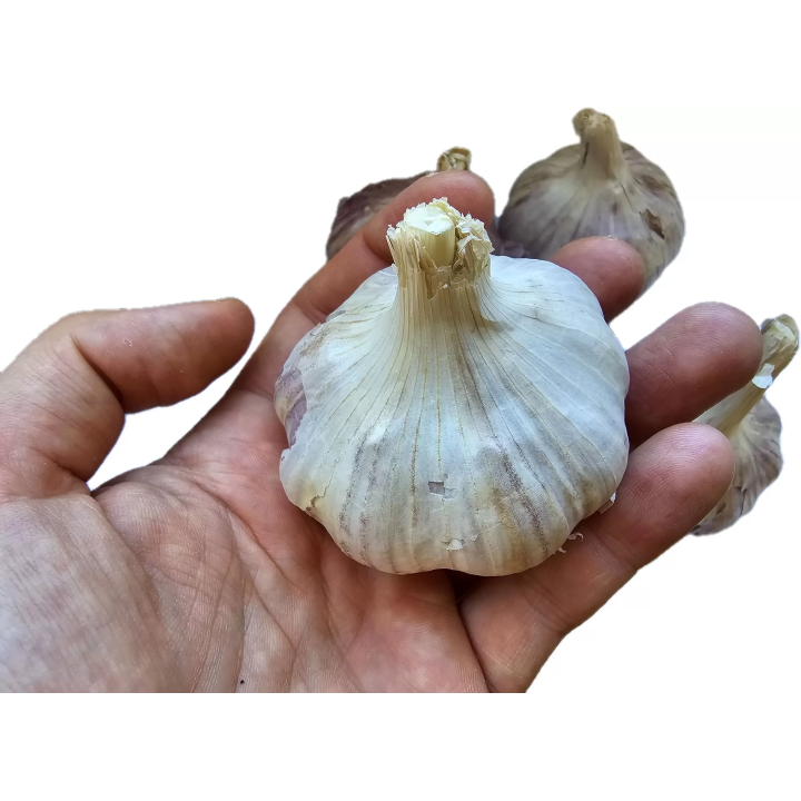 CZOSNEK ZIMOWY HARNAŚ 1kg