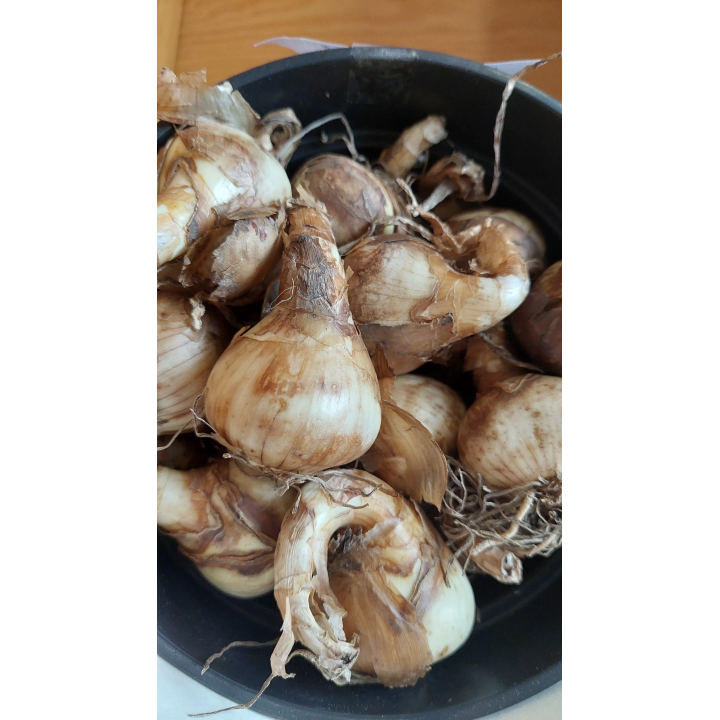 Narcyz Lieke 12/14 1 Szt.