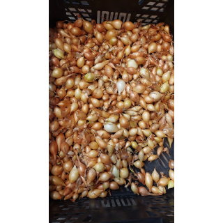 CEBULA DYMKA ZIMOWA 1kg SENSHYU YELLOW 8-21 mm PNOS 