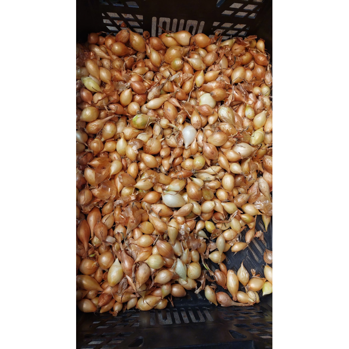 CEBULA DYMKA ZIMOWA 1kg SENSHYU YELLOW 8-21 mm PNOS 