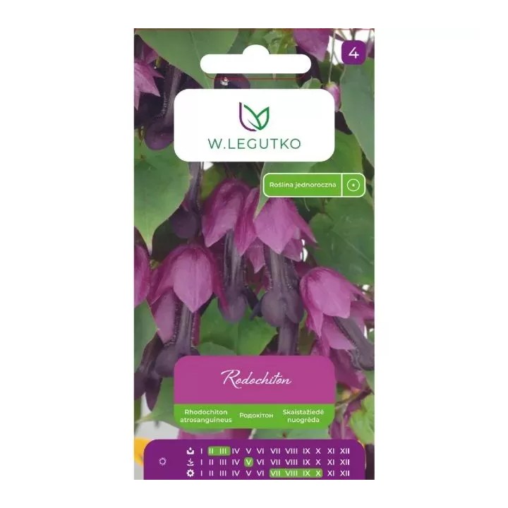 RODOCHITON FIOLETOWY 6Z. LEGUTKO