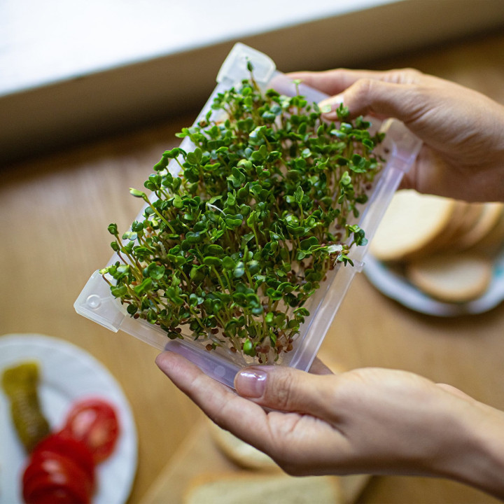 KIEŁKOWNICA PNOS - MINI