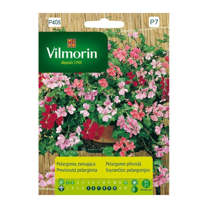 PELARGONIA ZWISAJĄCA MIX 5 ZIAREN