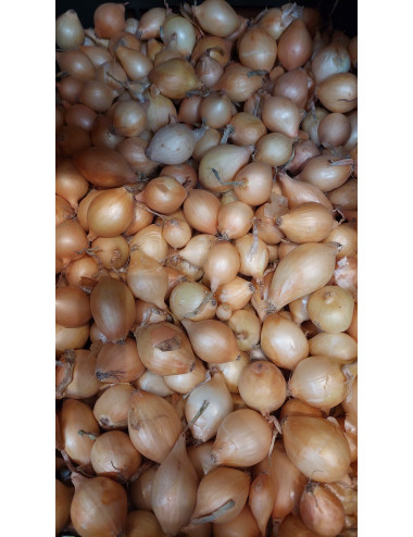 CEBULA DYMKA ZIMOWA 20-25mm SENSHYU YELLOW 1kg