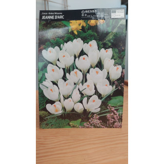 Krokus Wielkokwiatowy Jeanne DArc 7/8 1 Szt.