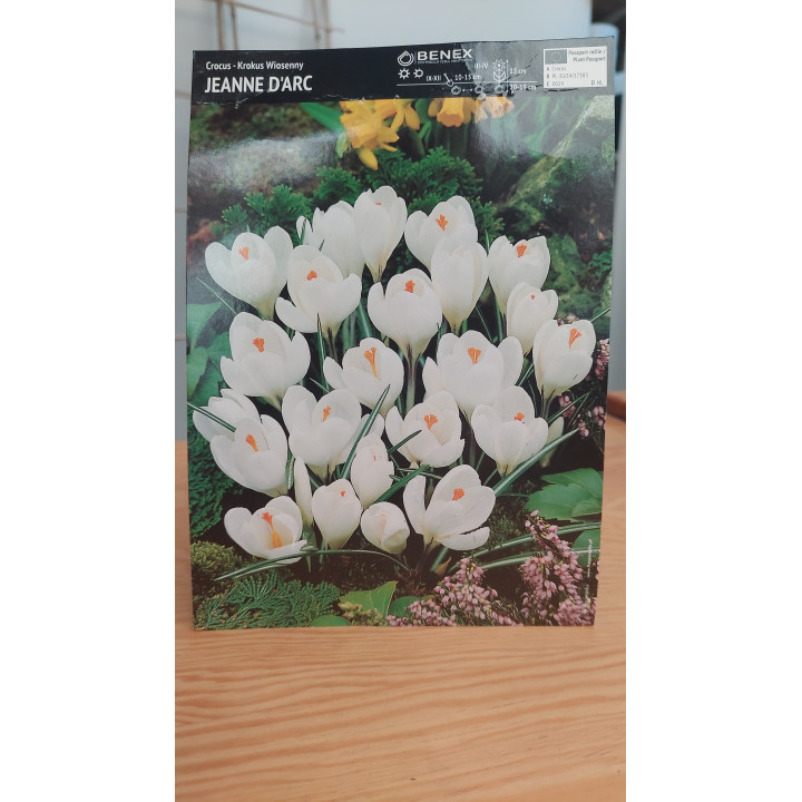 Krokus Wielkokwiatowy Jeanne DArc 7/8 1 Szt.