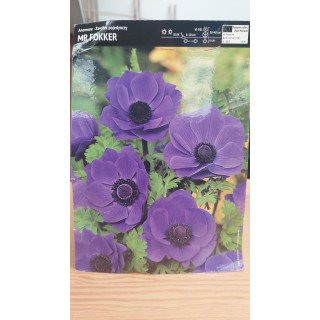 Anemon - Zawilec Mr. Fokker 5/+ 1 Szt.