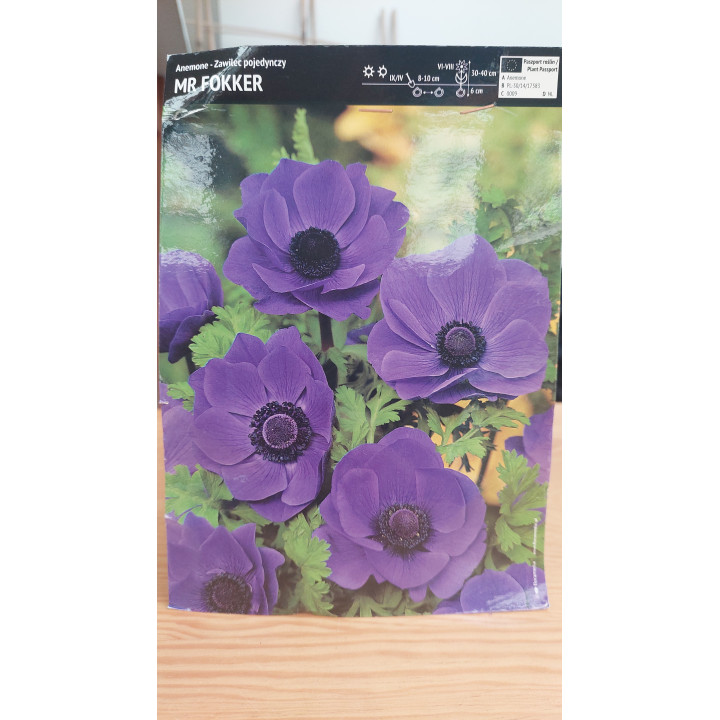Anemon - Zawilec Mr. Fokker 5/+ 1 Szt.