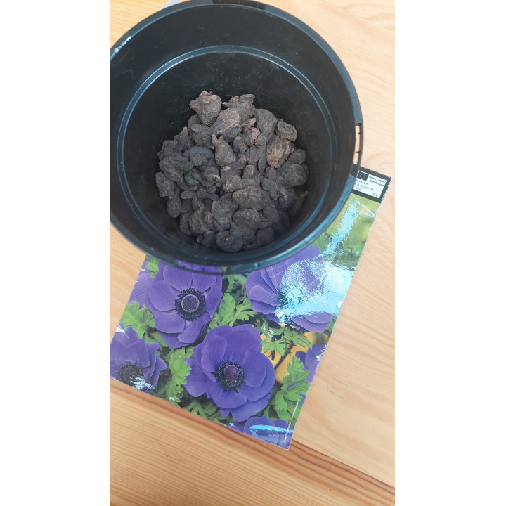 Anemon - Zawilec Mr. Fokker 5/+ 1 Szt.