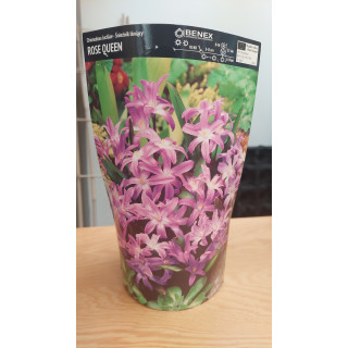 Chionodoxa Luciliae - Śnieżnik Lśniący Rose Queen 5/+ 1 Szt.