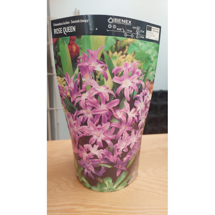 Chionodoxa Luciliae - Śnieżnik Lśniący Rose Queen 5/+ 1 Szt.