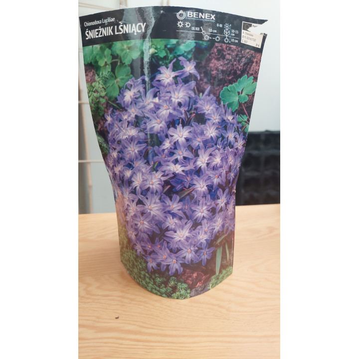 Chionodoxa Luciliae - Śnieżnik Lśniący 5/+ 1 Szt.