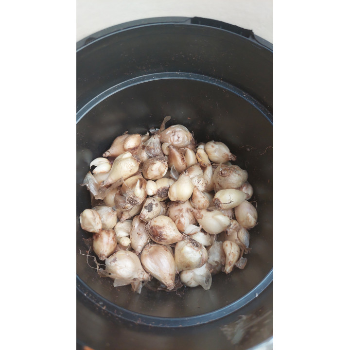 Chionodoxa Luciliae - Śnieżnik Lśniący 5/+ 1 Szt.