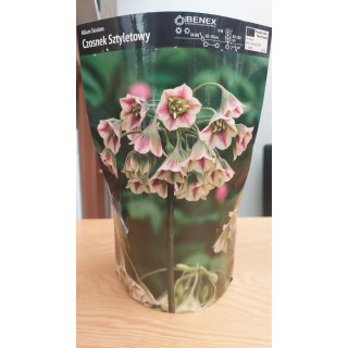Allium Siculum - Czosnek Sztyletowy 10/12 1 Szt.