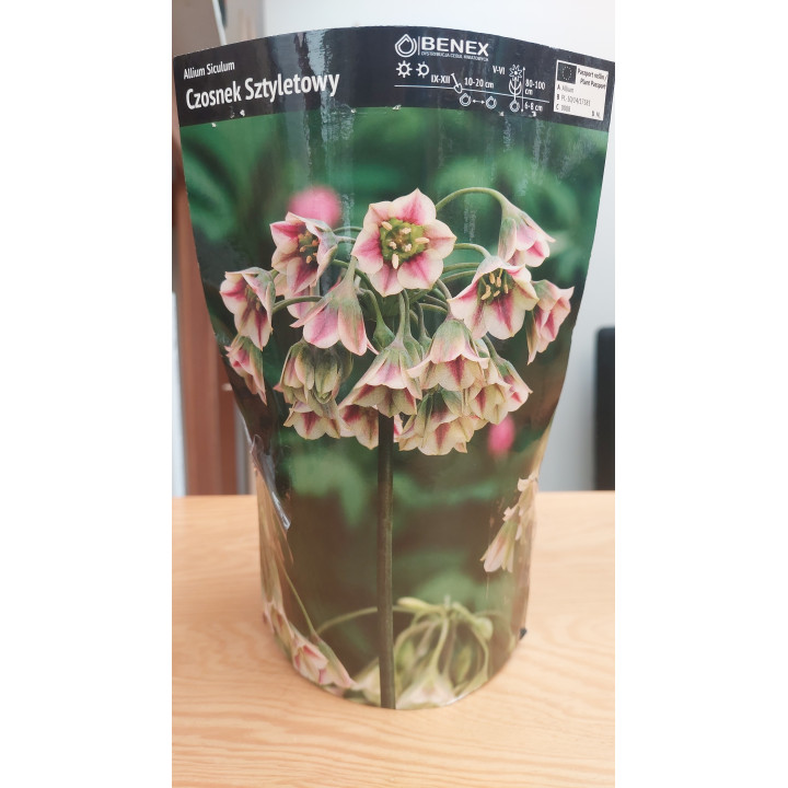 Allium Siculum - Czosnek Sztyletowy 10/12 1 Szt.