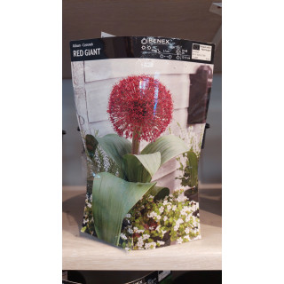 Czosnek ozdobny Red Giant 12/14 1 Szt.