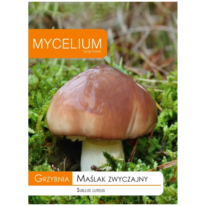 GRZYBNIA MAŚLAK ZWYCZAJNY 10g