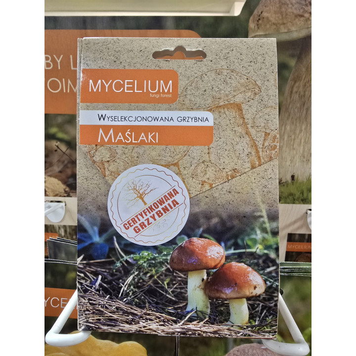 GRZYBNIA MAŚLAKI 120ml