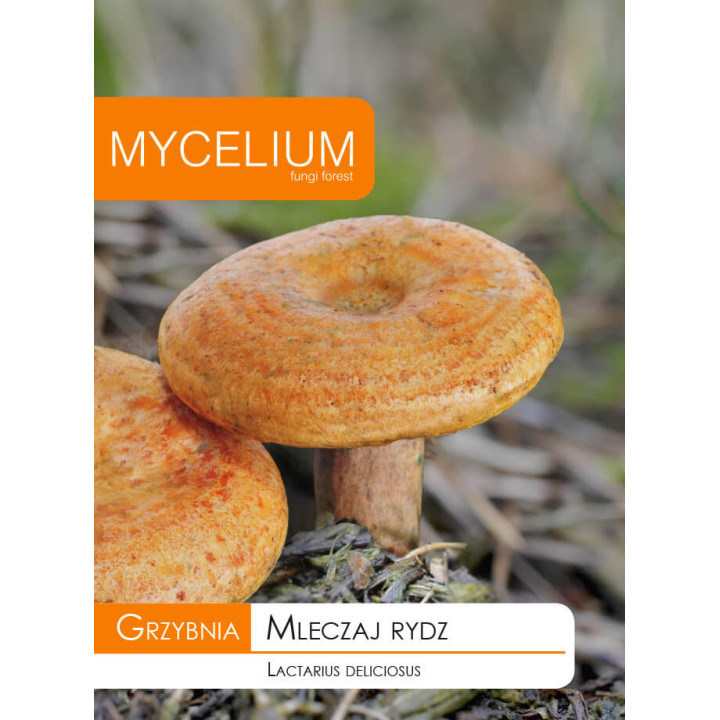 GRZYBNIA MLECZAJ RYDZ 10g