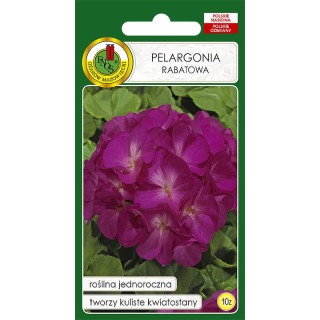 PELARGONIA RABATOWA F1 FIOLETOWA 10z