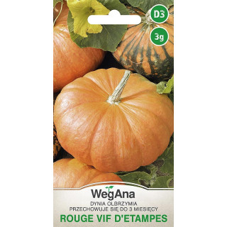 Dynia olbrzymia Rouge vif d'Etampes 3g