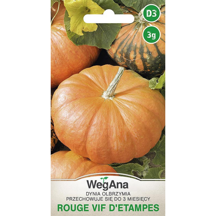 Dynia olbrzymia Rouge vif d'Etampes 3g