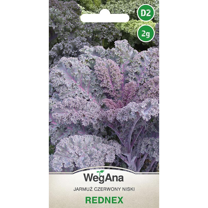 Jarmuż czerwony Rednex 2g