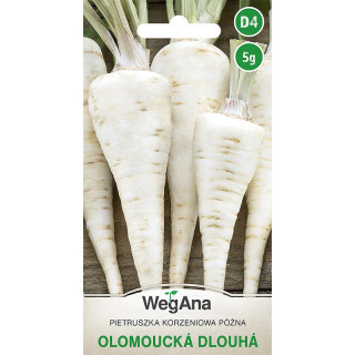 Pietruszka - korzeniowa późna Olomoucka Dlouha 5g