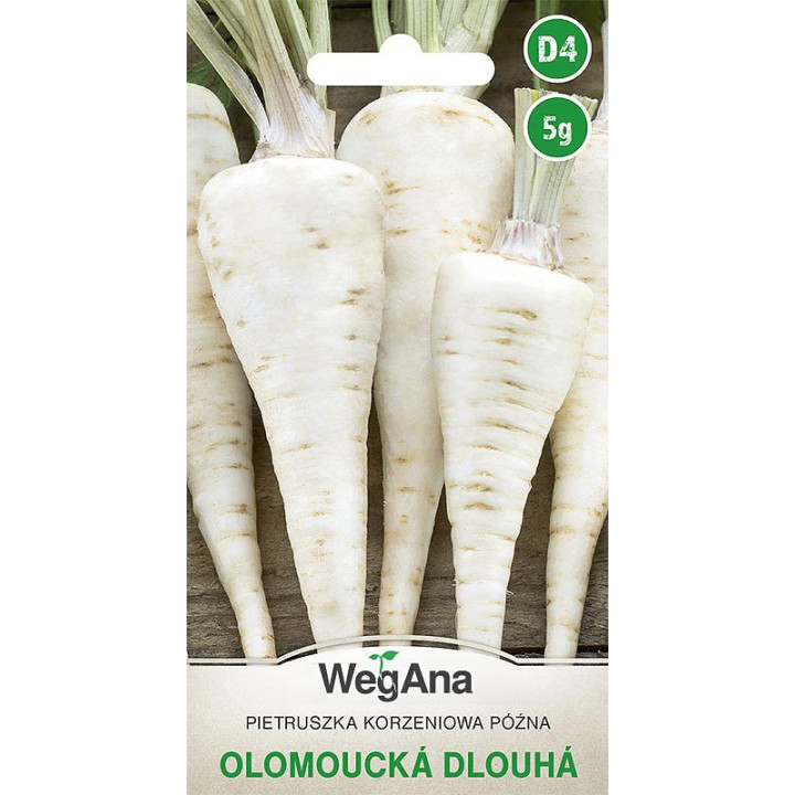 Pietruszka - korzeniowa późna Olomoucka Dlouha 5g