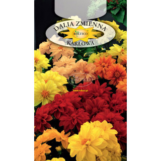 Dalia zmienna karłowa Opera - mieszanka 0,5g ROL