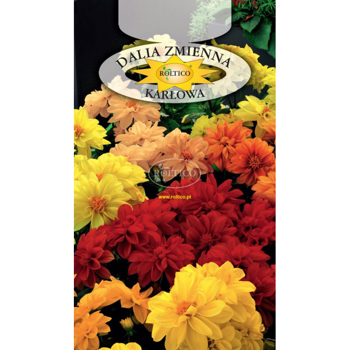 Dalia zmienna karłowa Opera - mieszanka 0,5g ROL