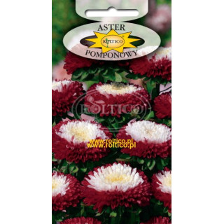 Aster pomponowy dwubarwny Czerwony z białym środkiem 1g