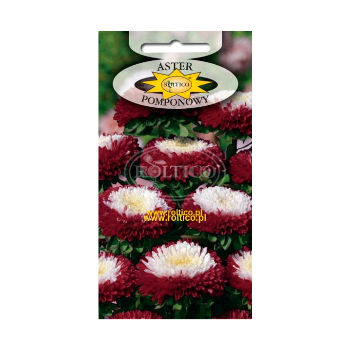 Aster pomponowy dwubarwny Czerwony z białym środkiem 1g
