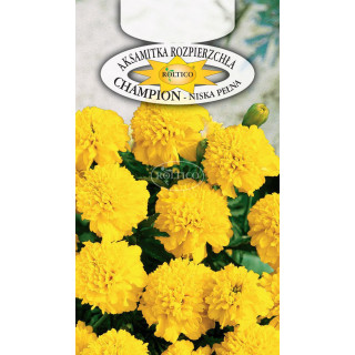 Aksamitka żółta champion 0,3g