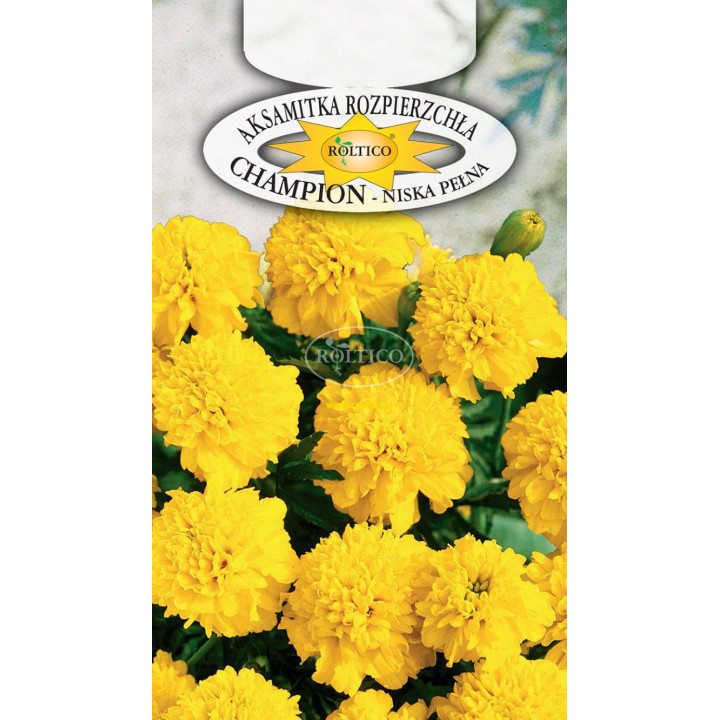 Aksamitka żółta champion 0,3g