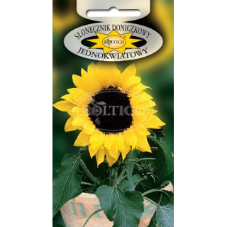 Słonecznik doniczkowy jednokwiatowy 1g ROL