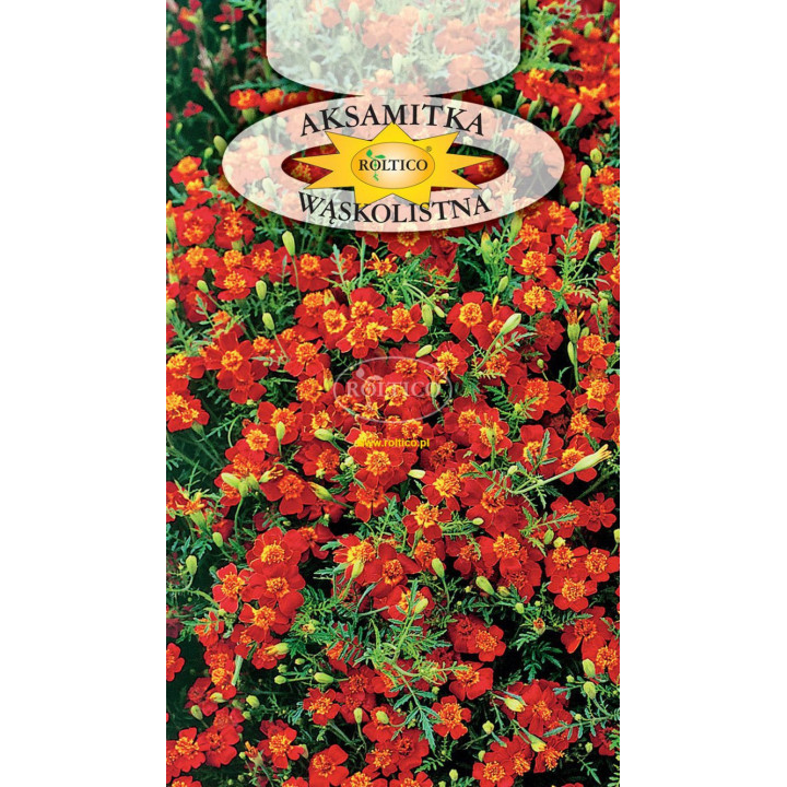 Aksamitka wąskolistna Czerwona 0,3g ROL