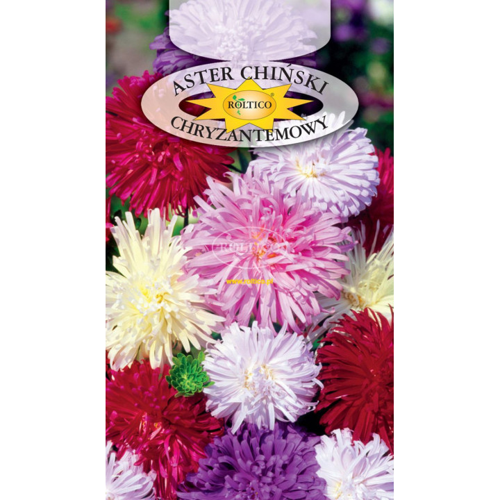 Aster chryzantemowy Mieszanka 1g ROL