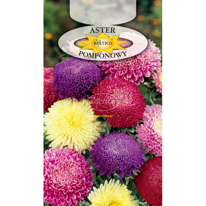 Aster pomponowy chiński mix 1g